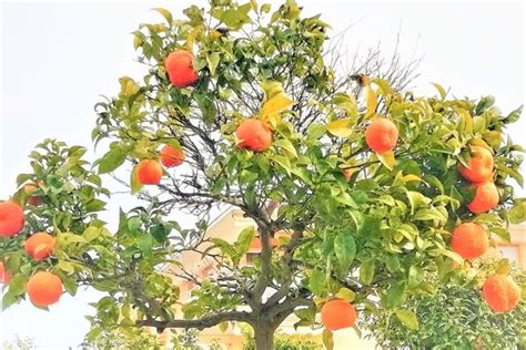 supangle portakal ağacı